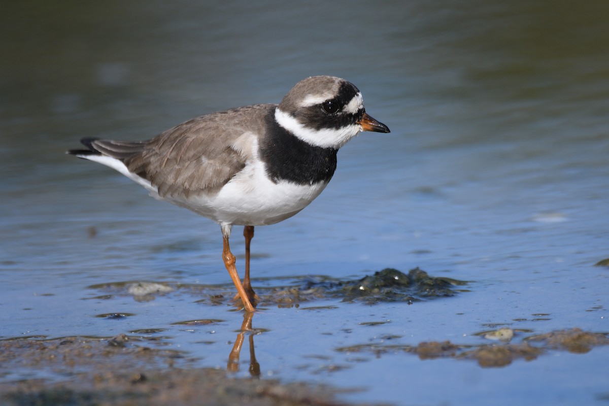 Common Ringed Plover - Santiago Caballero Carrera