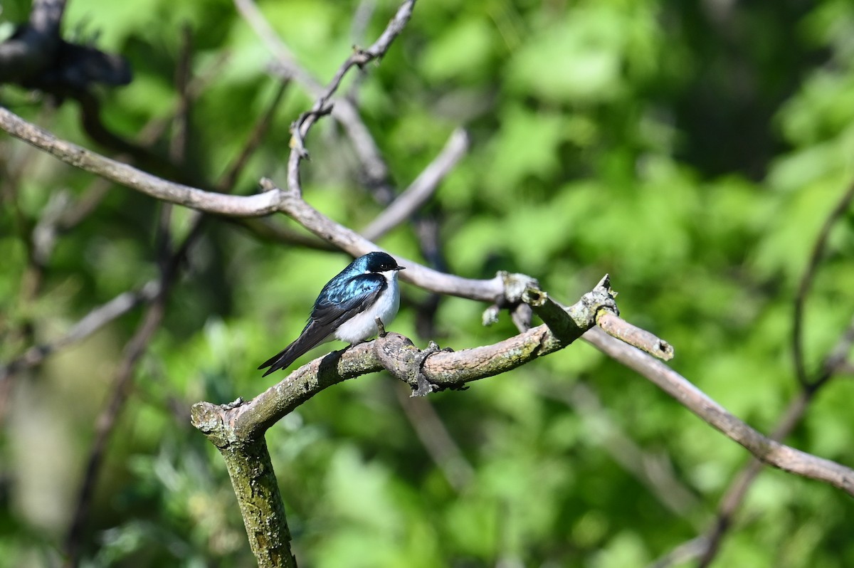 Древесная ласточка - ML618903752