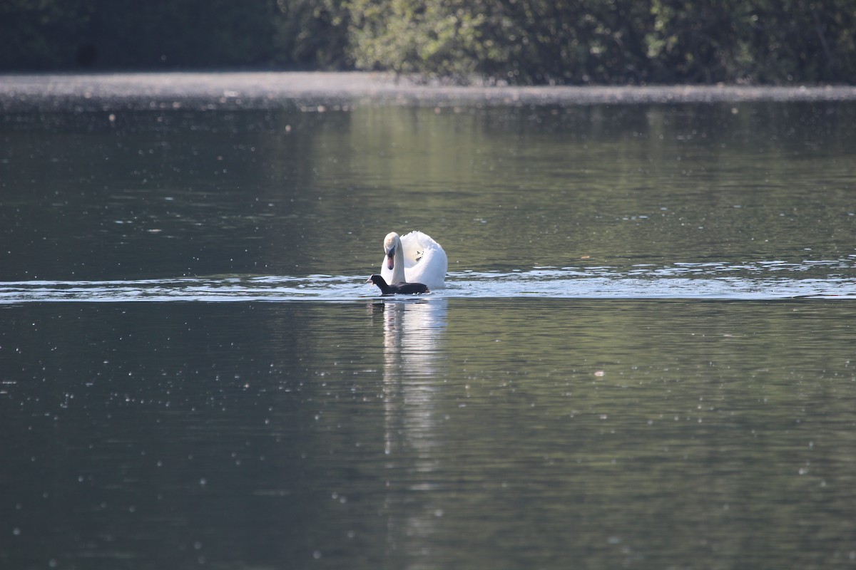 Mute Swan - Kevin Cheng