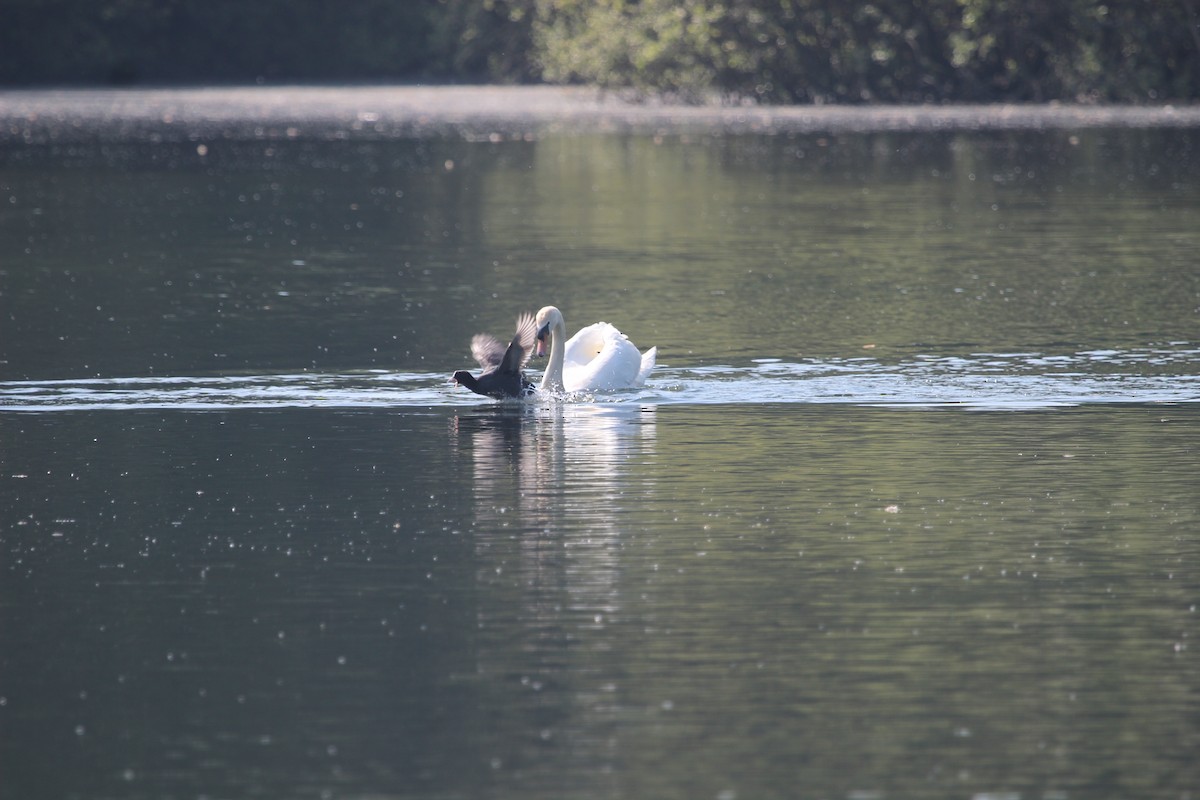 Mute Swan - Kevin Cheng