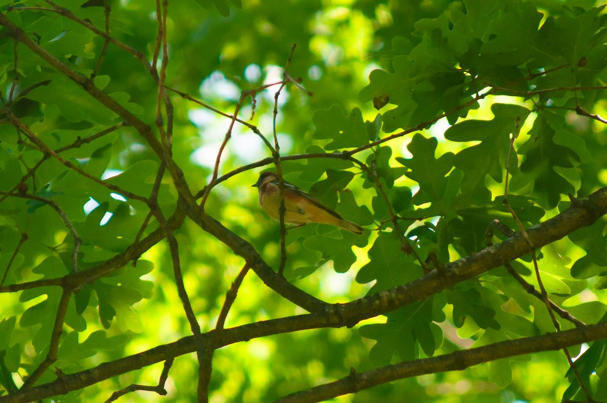 Bay-breasted Warbler - Breck Stenson