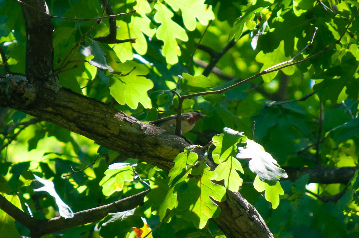 Bay-breasted Warbler - Breck Stenson