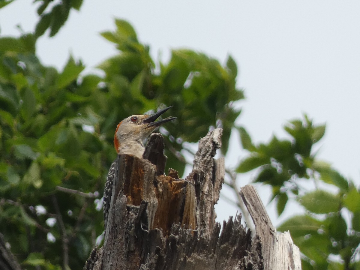 Red-bellied Woodpecker - Mostafa Omeis