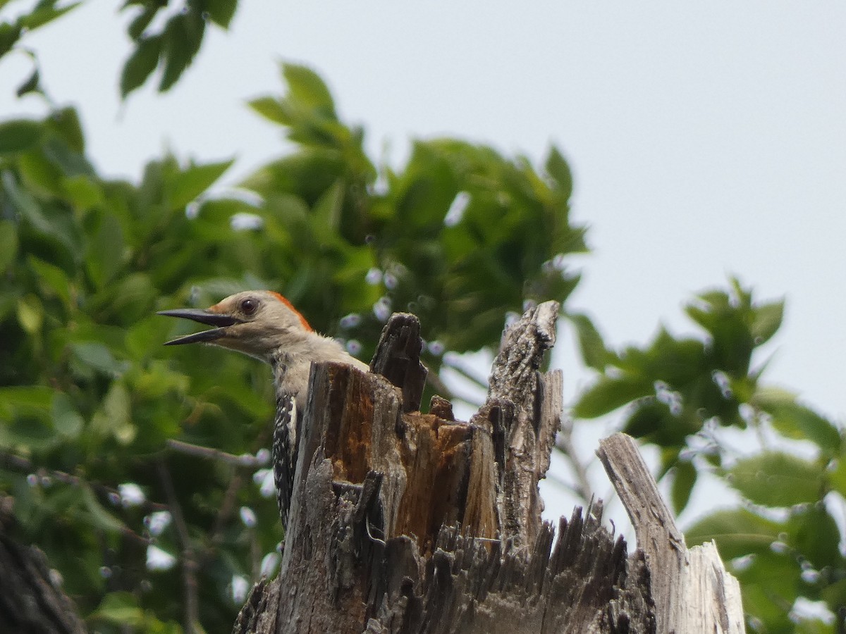 Red-bellied Woodpecker - Mostafa Omeis