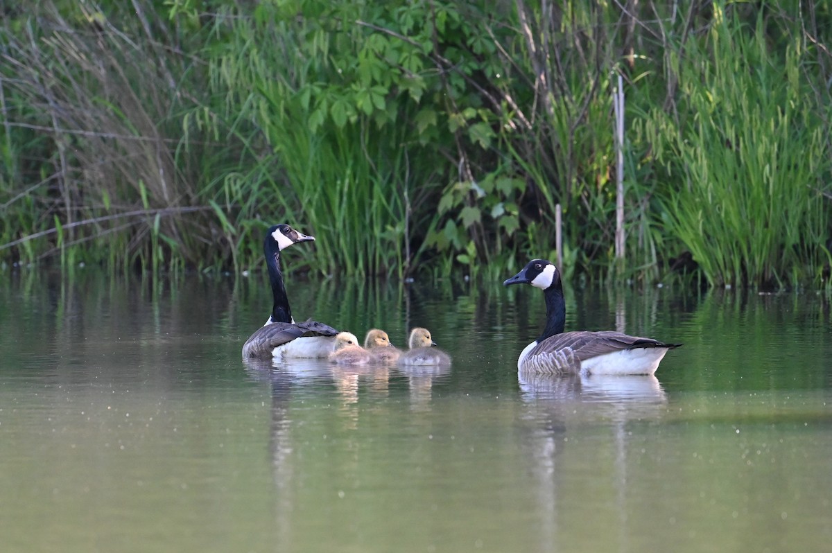 Канадская казарка - ML618903784