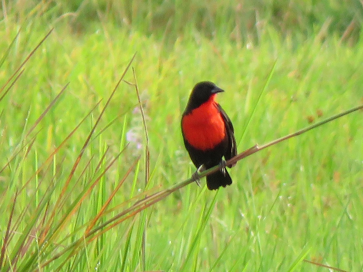 Red-breasted Meadowlark - René Leal