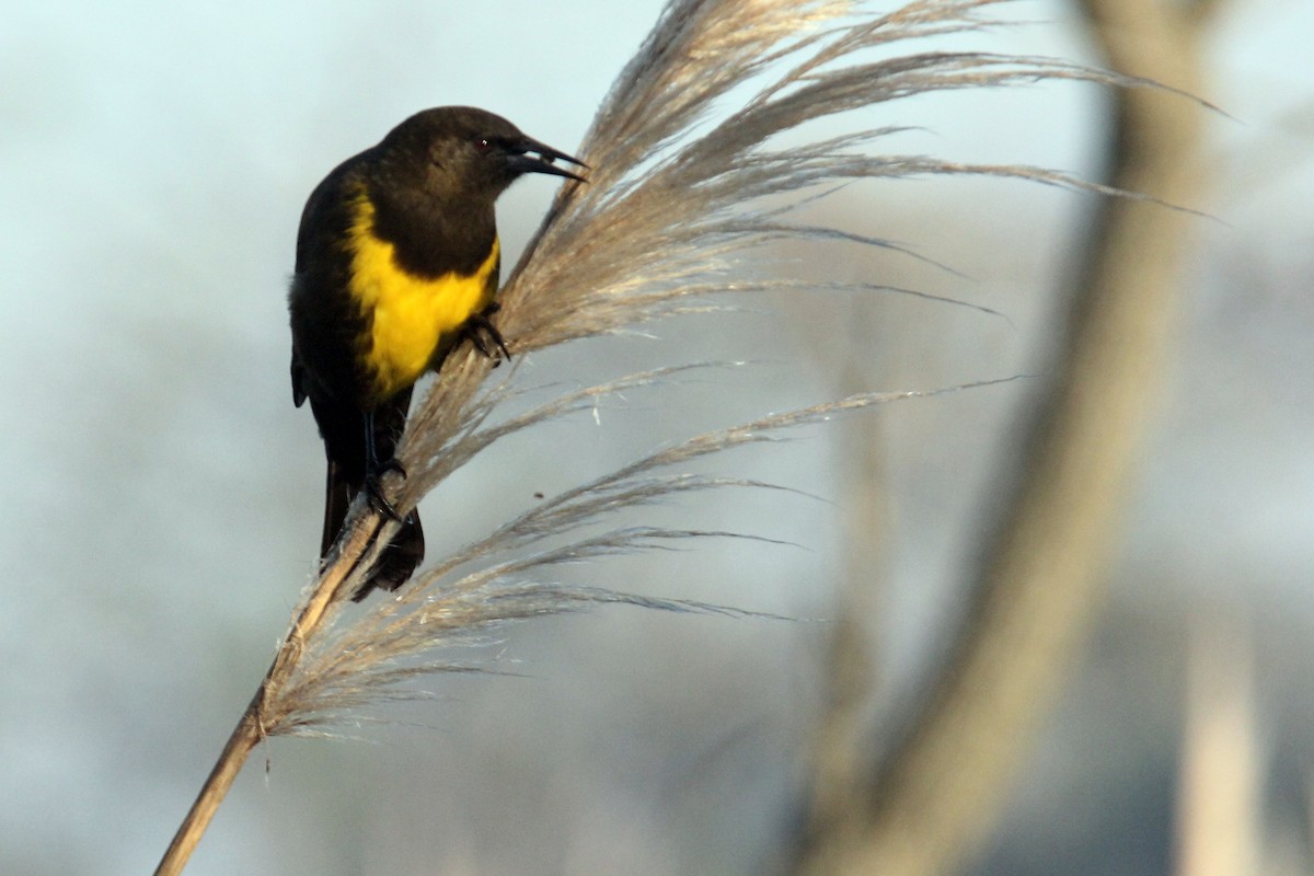 Brown-and-yellow Marshbird - Orlando Díaz