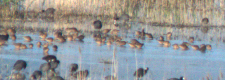 Long-billed Dowitcher - ML618903799