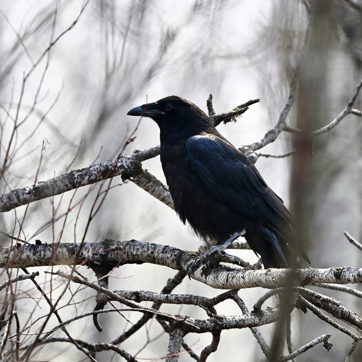 Common Raven - Joe Wujcik