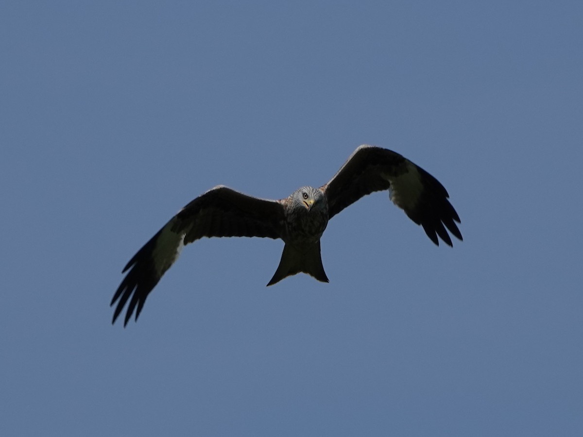 Red Kite - ML618903814