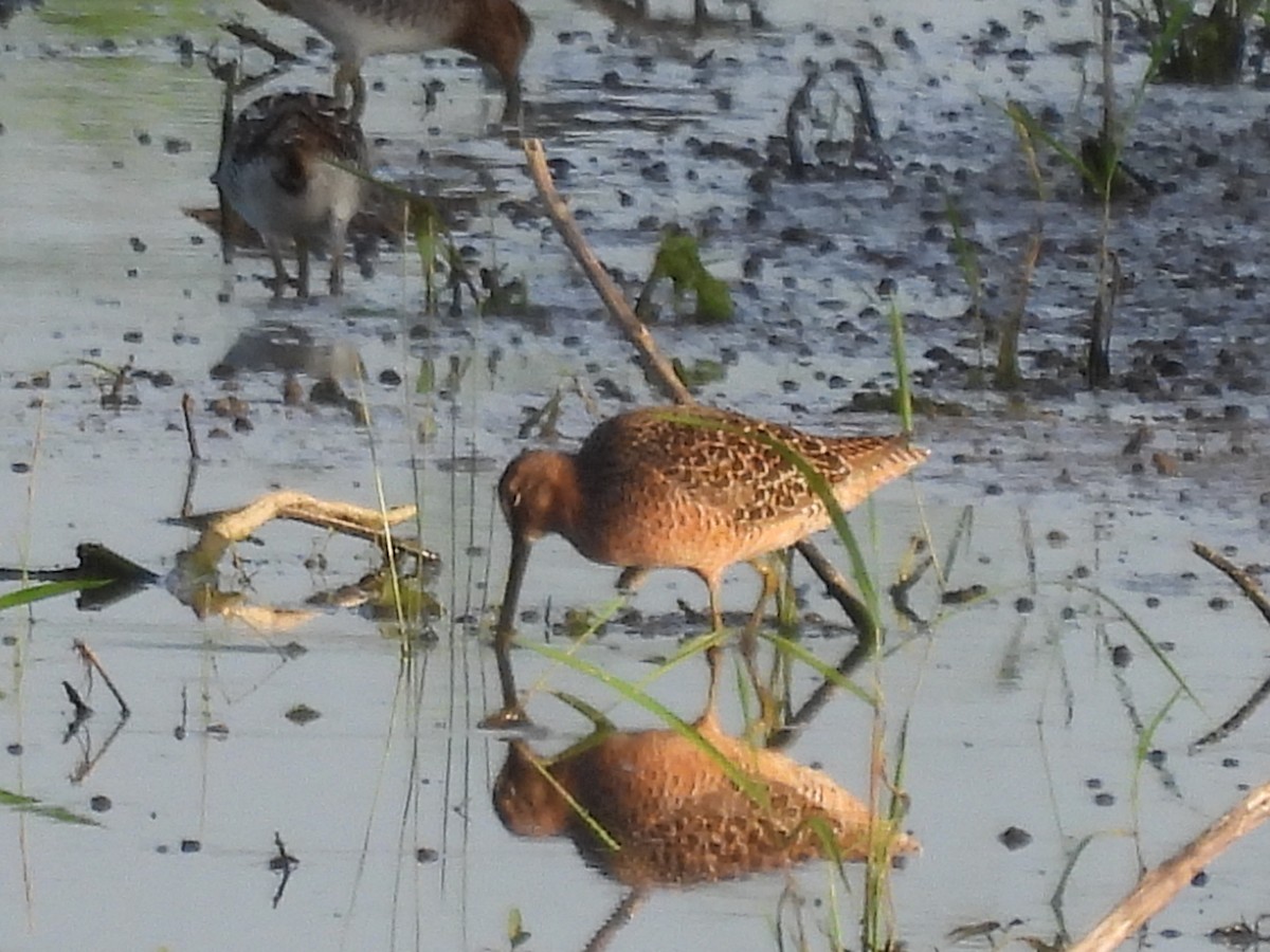 Long-billed Dowitcher - Josh Stapleton