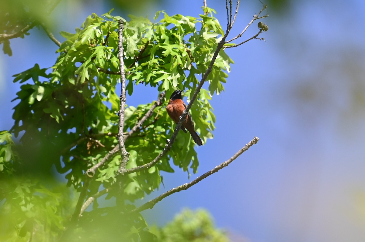 Садовый трупиал - ML618903823