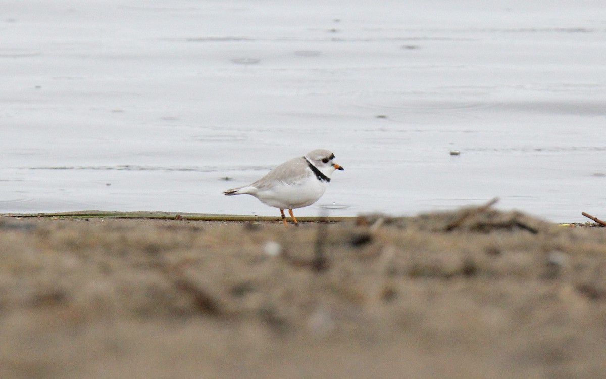 Piping Plover - Clifford Rostek