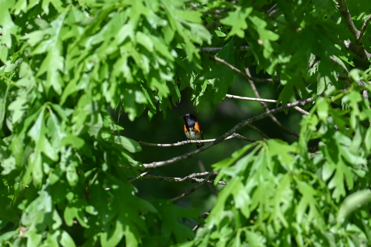 American Redstart - ML618903839