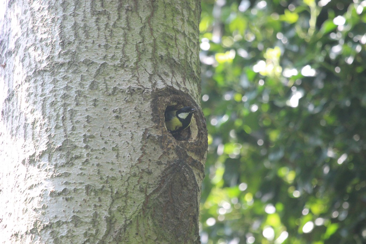 Great Tit (Great) - Kevin Cheng