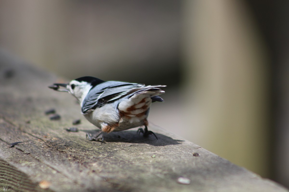 White-breasted Nuthatch - ML618903845