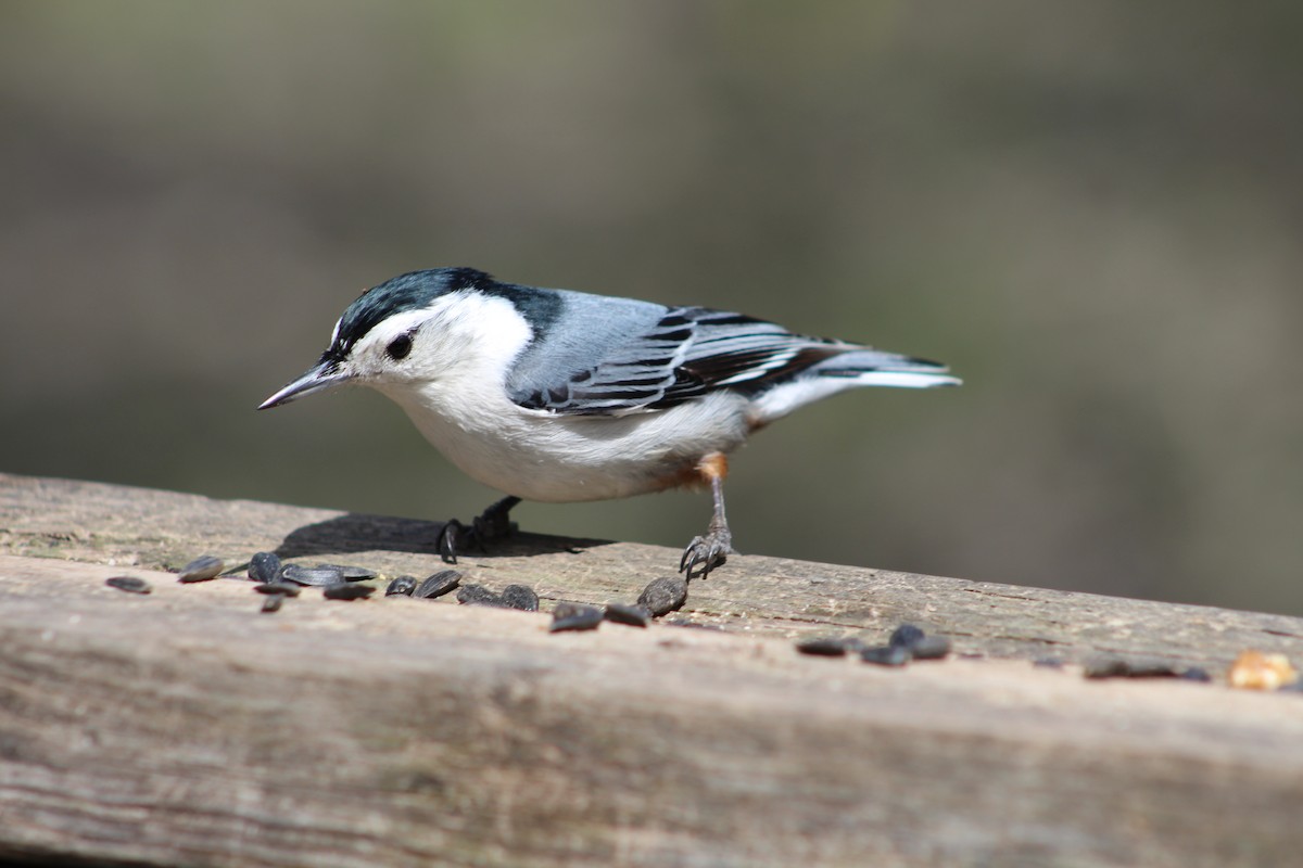 White-breasted Nuthatch - ML618903846