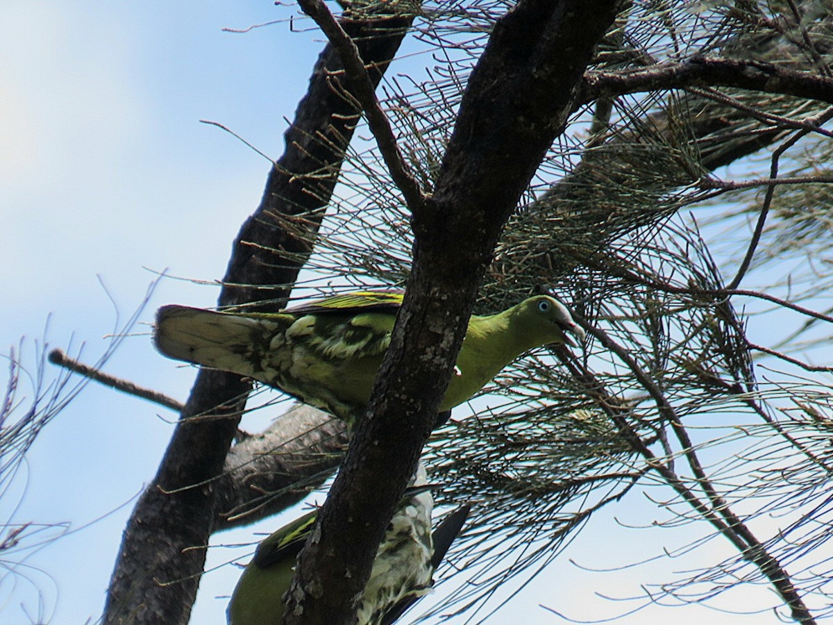 Филиппинский зеленый голубь - ML618903851
