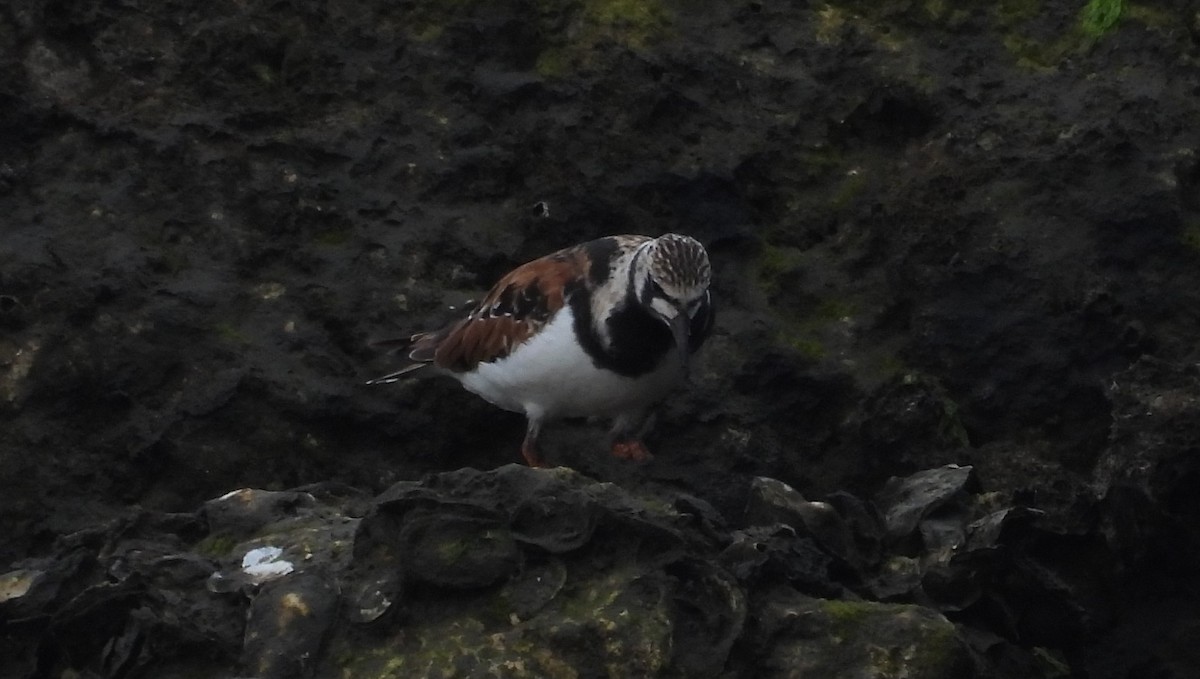 Ruddy Turnstone - ML618903869