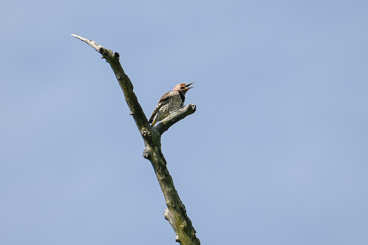 Шилоклювый дятел - ML618903870