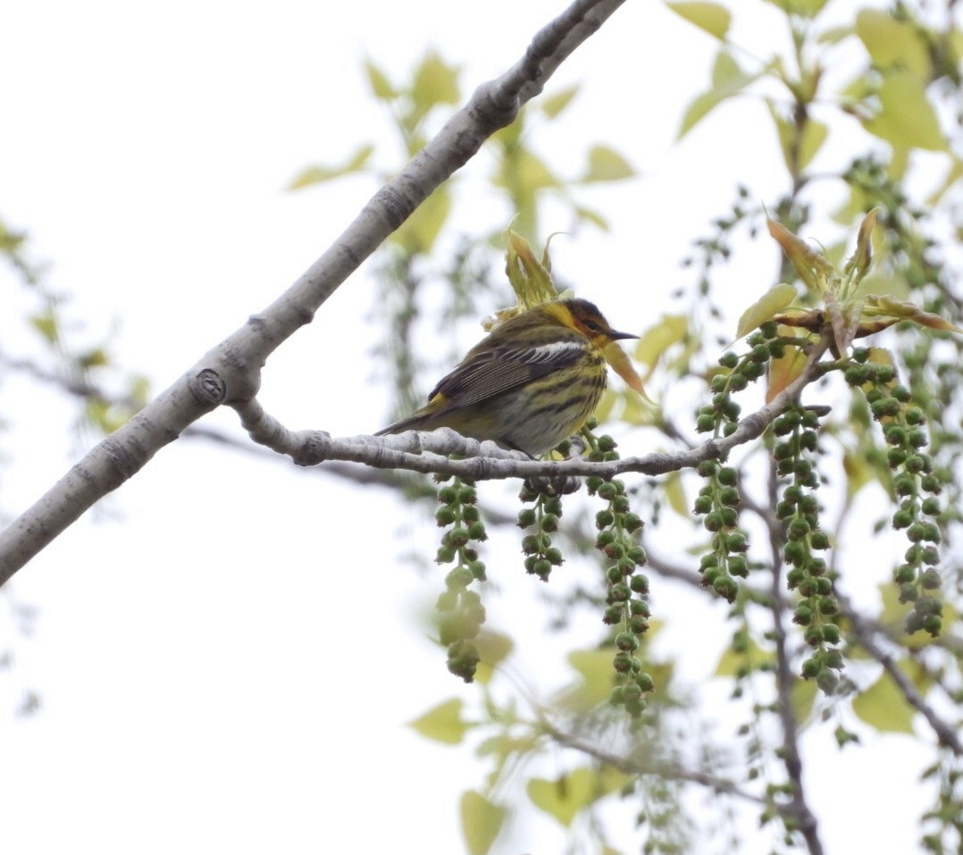 Cape May Warbler - ML618903873
