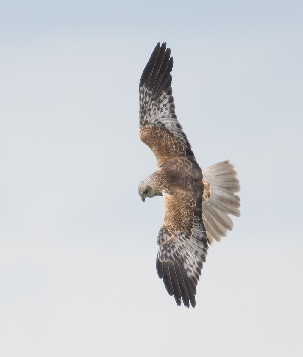 Western Marsh Harrier - Simon Colenutt