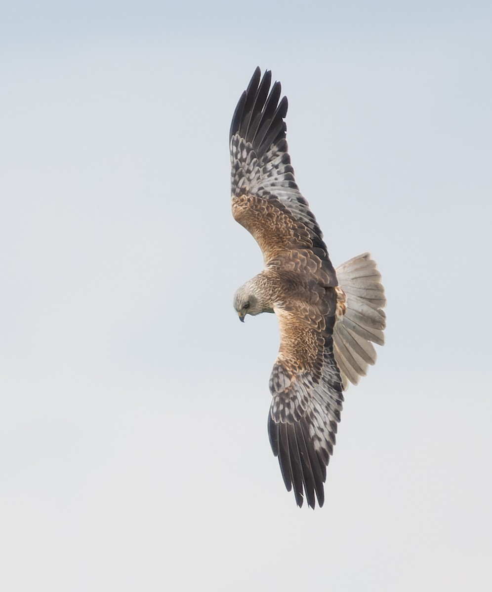 Western Marsh Harrier - Simon Colenutt