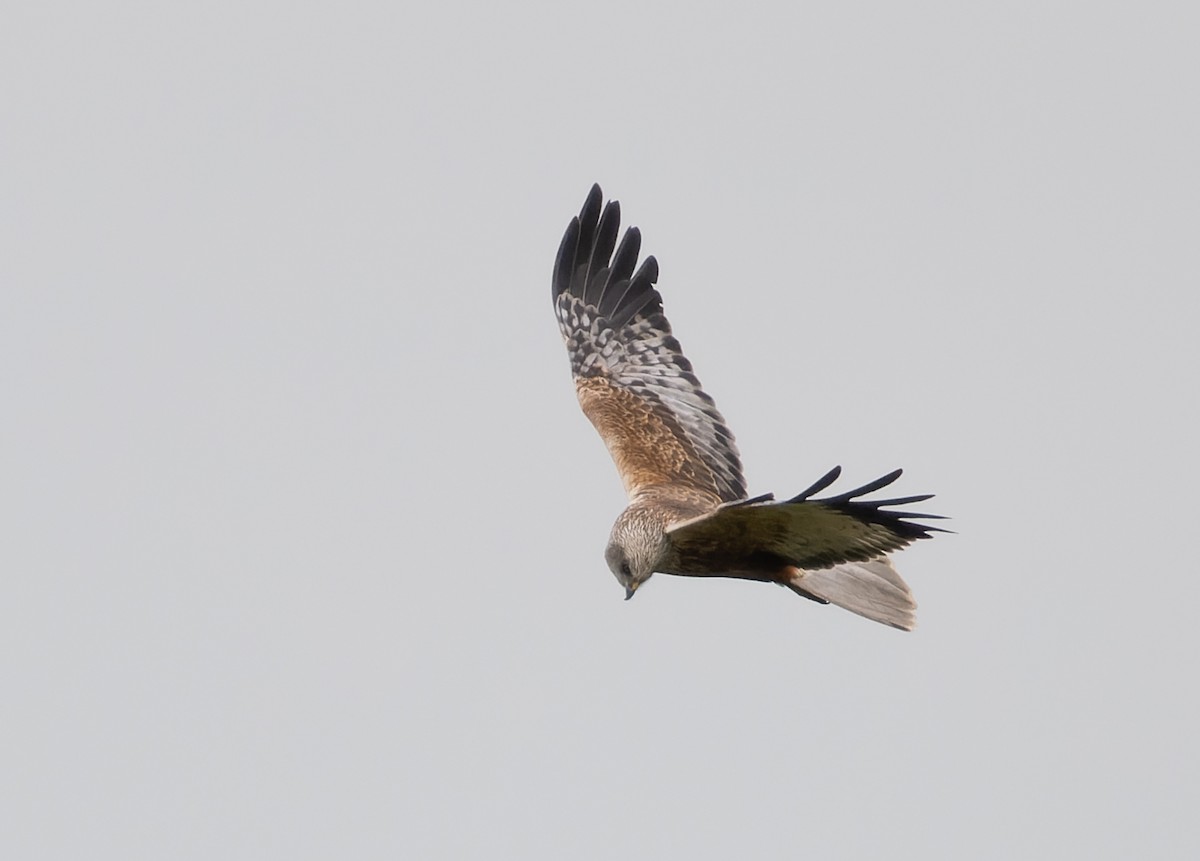 Western Marsh Harrier - ML618903897