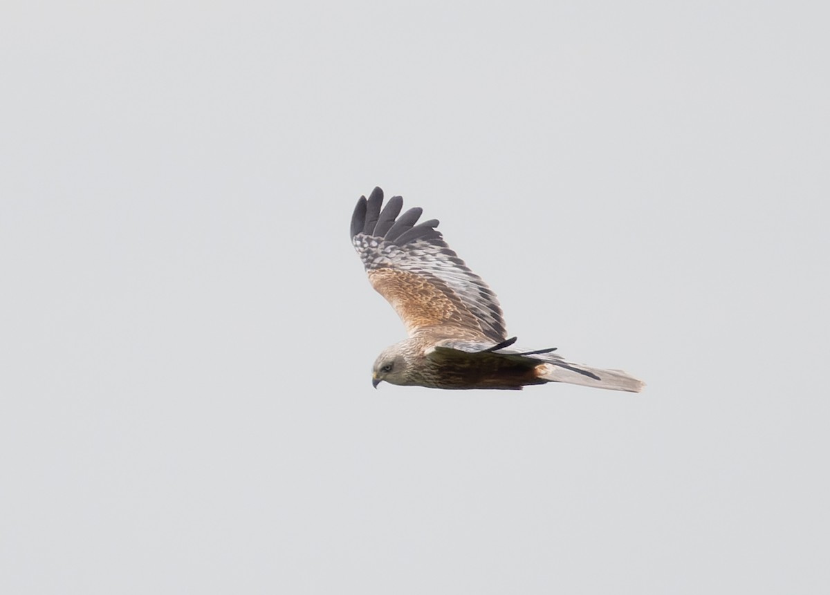 Western Marsh Harrier - ML618903899