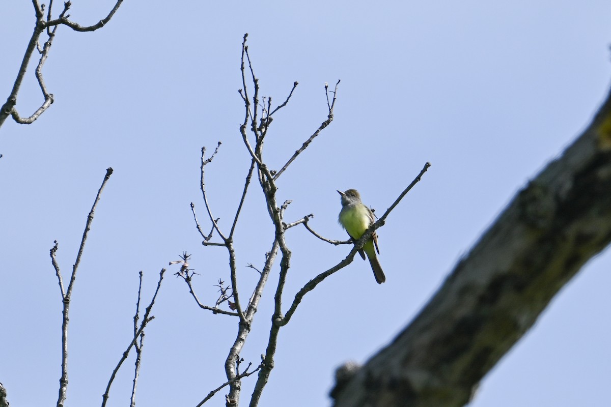 Хохлатый миарх - ML618903903