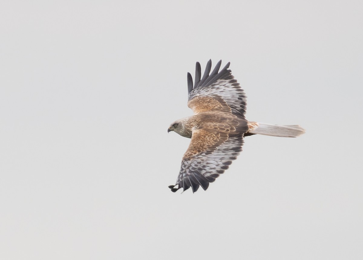 Western Marsh Harrier - ML618903916