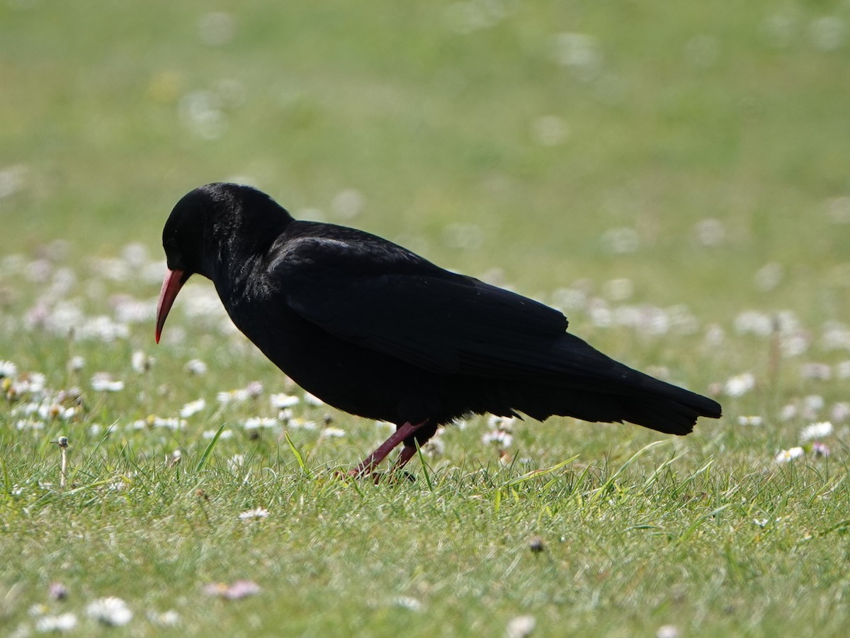 Red-billed Chough - ML618903917