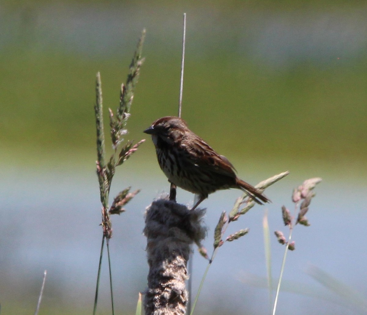 Song Sparrow - Cristopher McFall