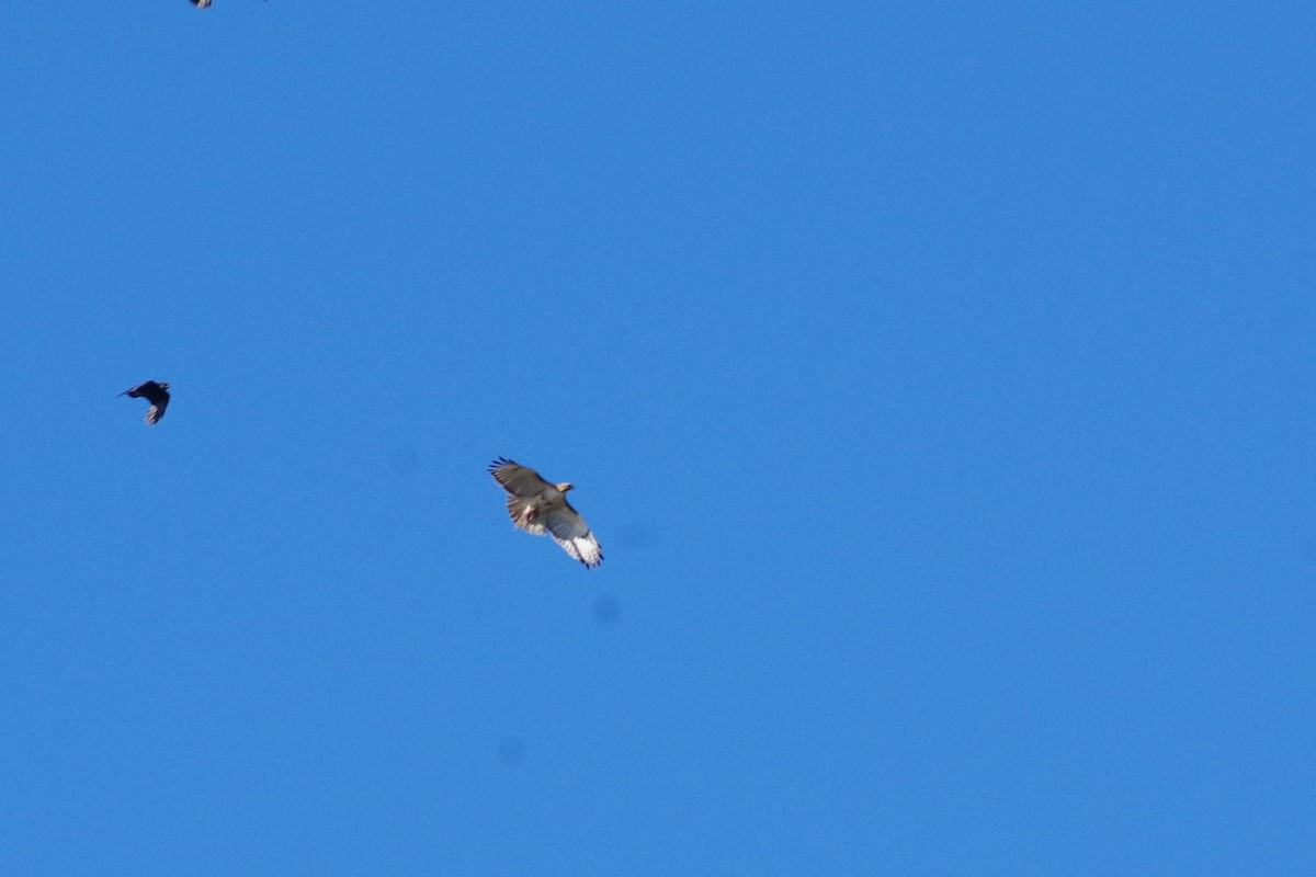 Red-tailed Hawk (borealis) - Aidan Flinn