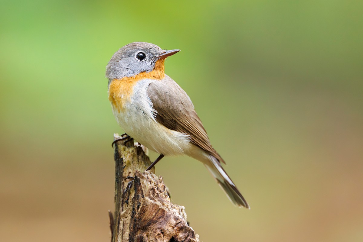 Red-breasted Flycatcher - Michal Rycak