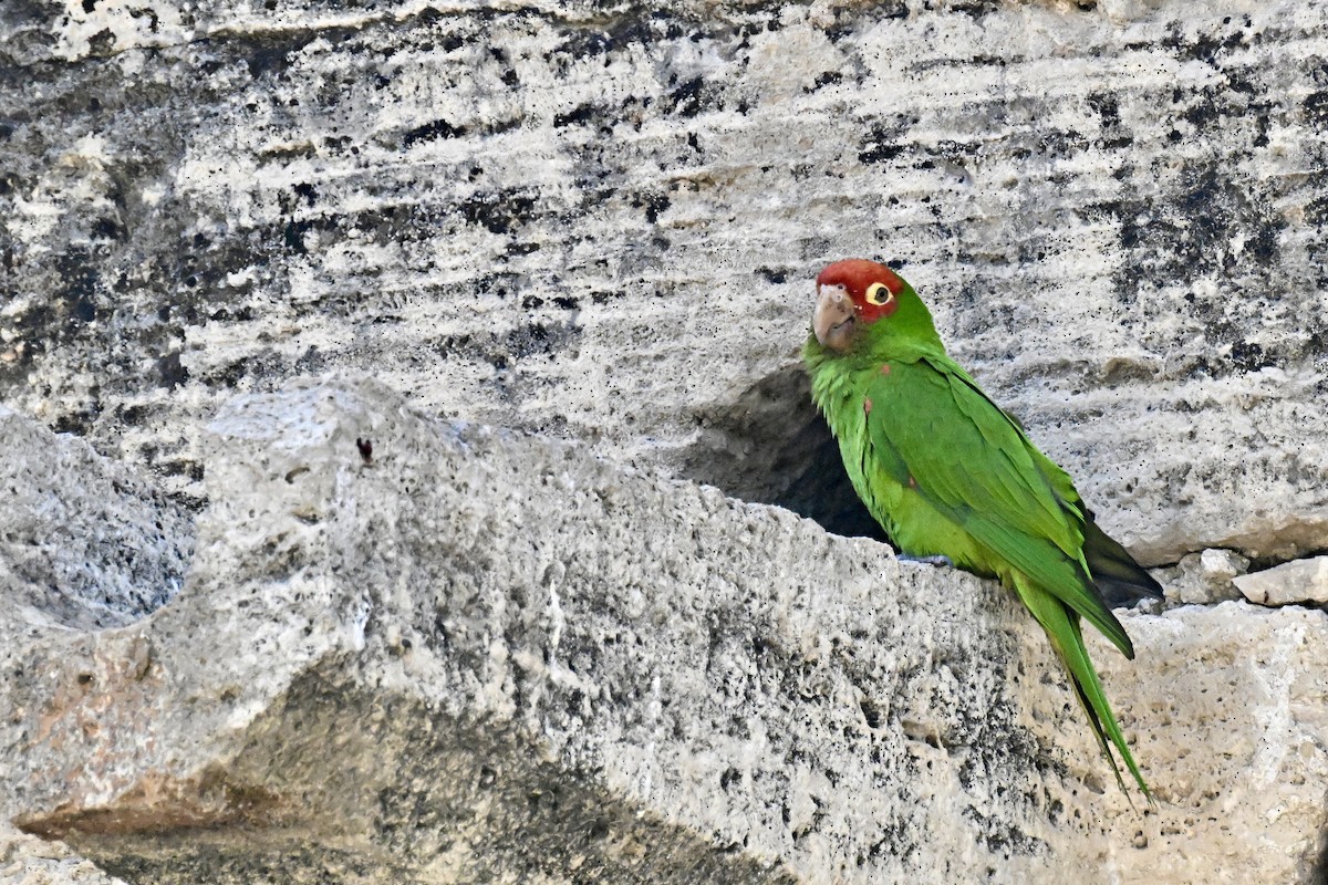 Red-masked Parakeet - Cliff Hodge