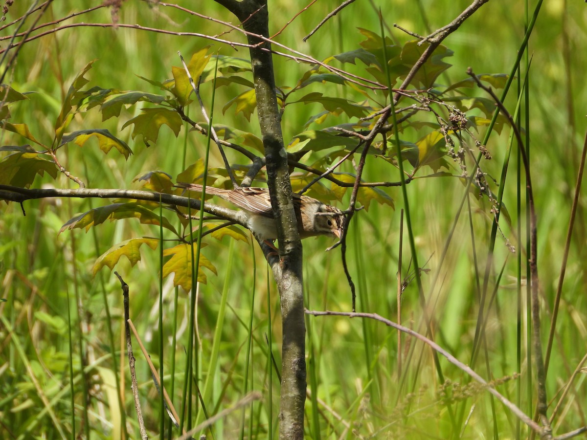 Clay-colored Sparrow - Amanda & Matt Sloan