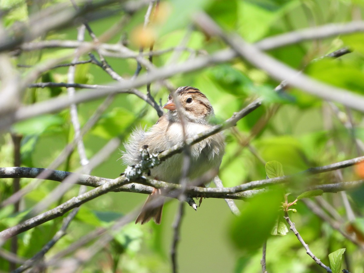 Clay-colored Sparrow - Amanda & Matt Sloan