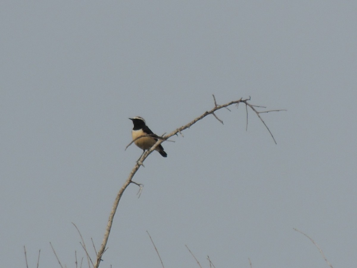 Cyprus Wheatear - ML618903954