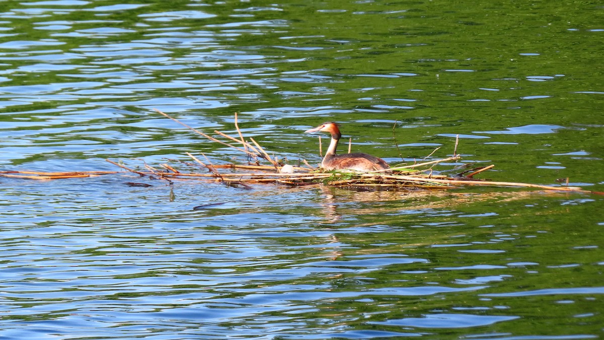 Great Crested Grebe - ML618903969