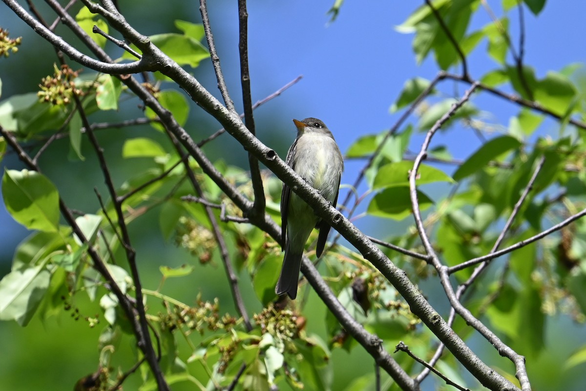 Восточный пиви - ML618903973