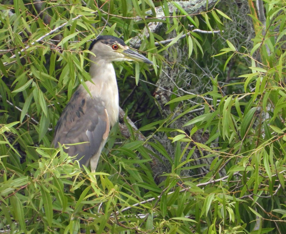 Black-crowned Night Heron - ML618903977