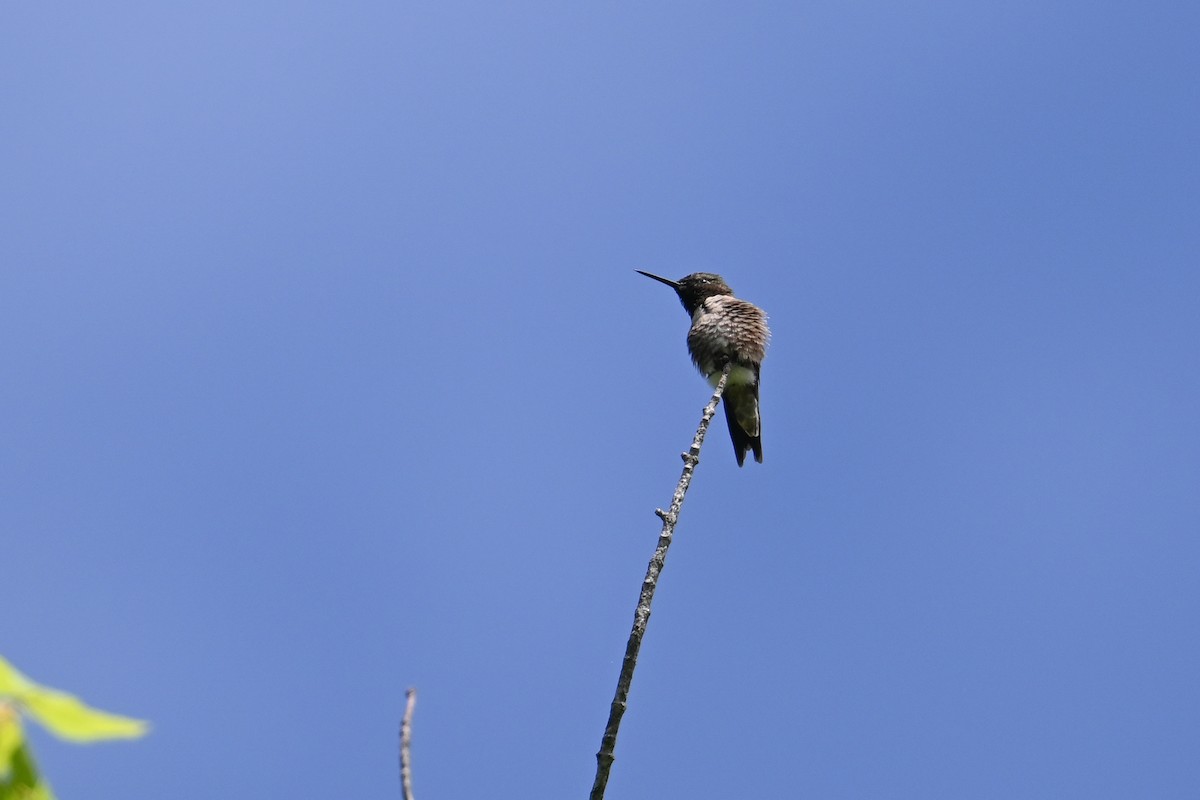 Red-bellied Woodpecker - ML618903991