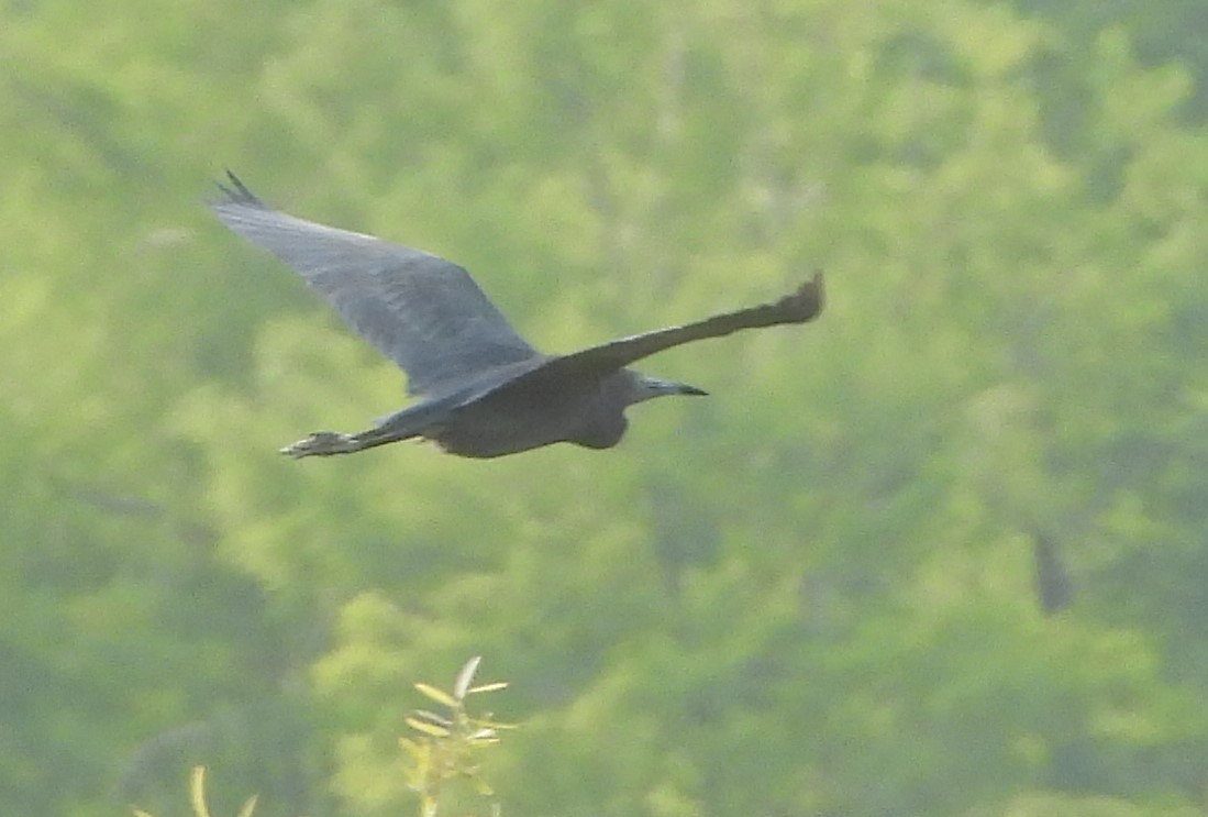 Little Blue Heron - Mark Penkower