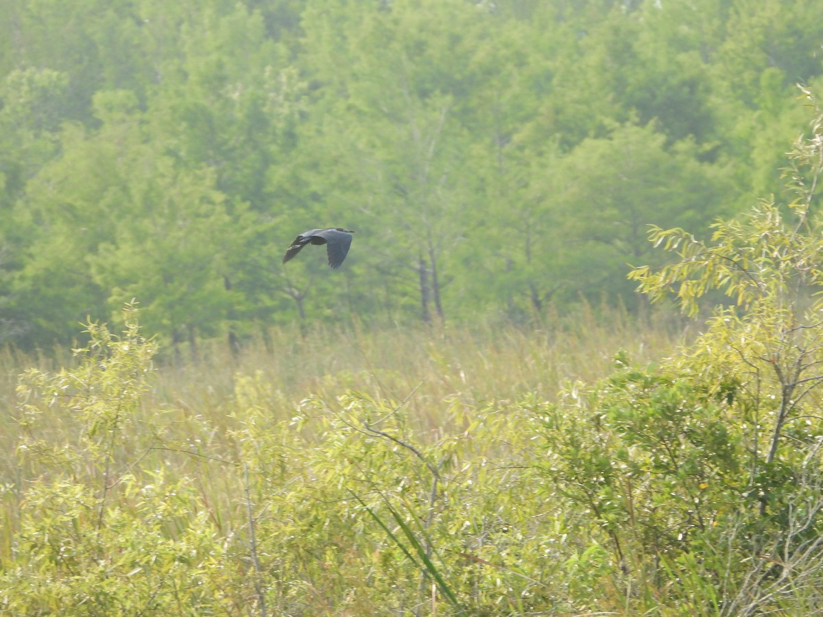 Little Blue Heron - Mark Penkower