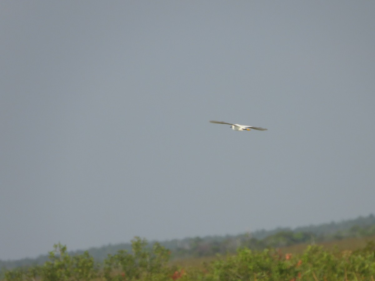 Snowy Egret - Mark Penkower