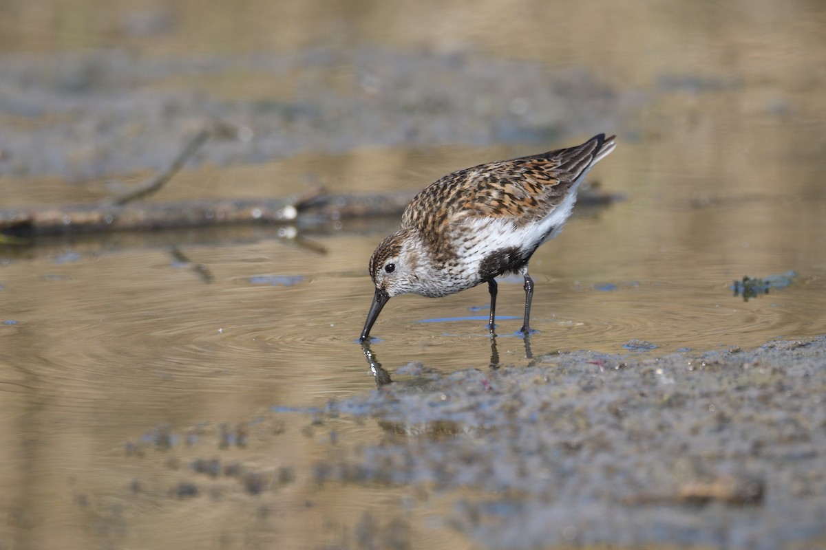 Dunlin - Santiago Caballero Carrera