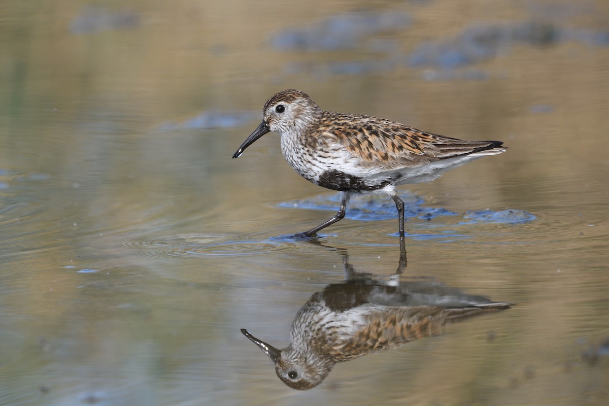 Dunlin - Santiago Caballero Carrera