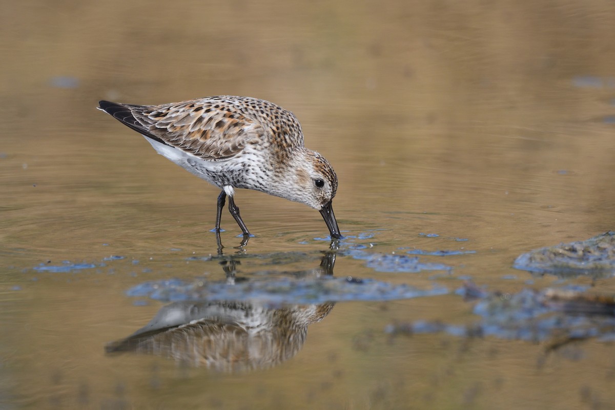 Dunlin - Santiago Caballero Carrera