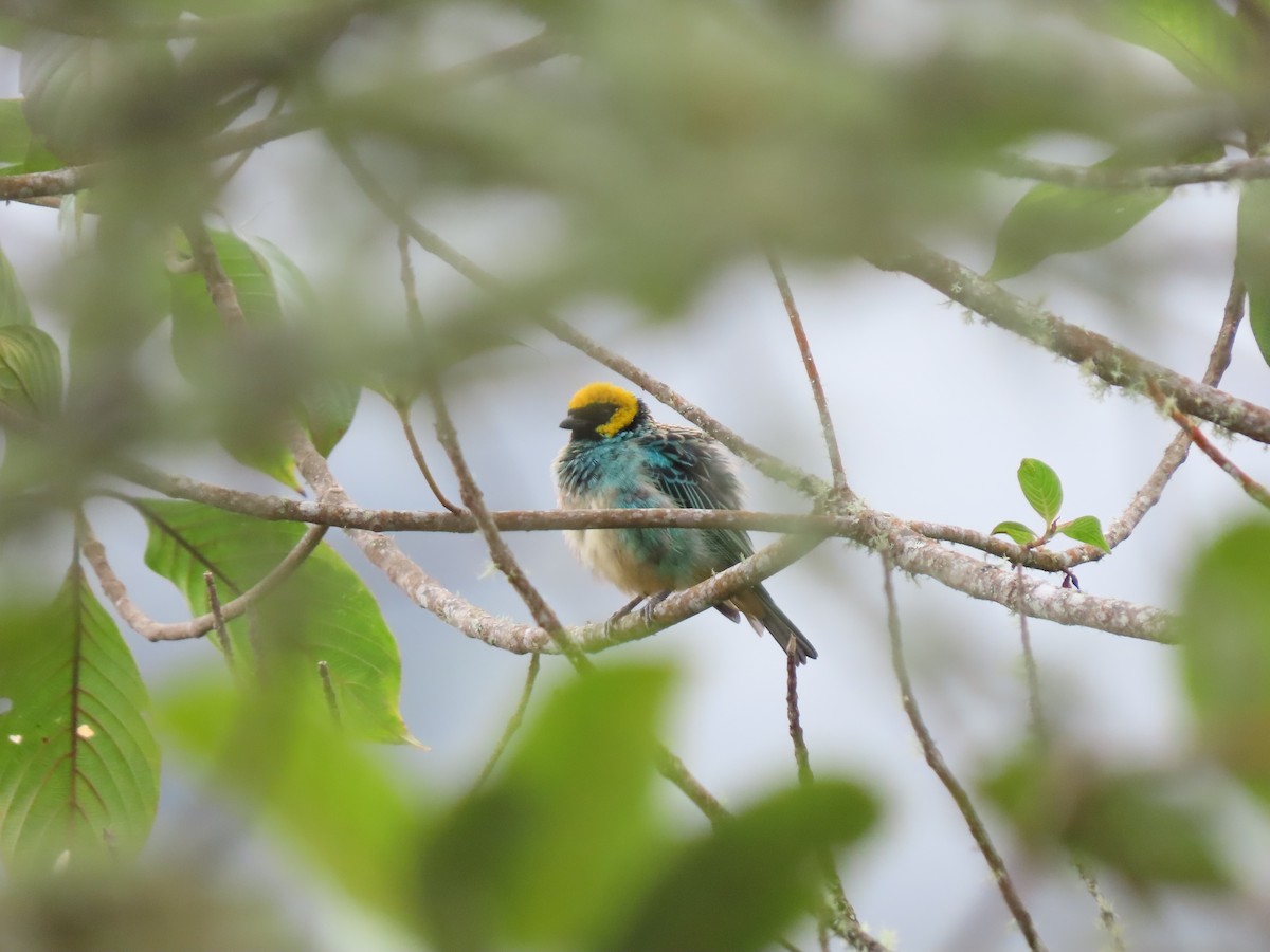 Saffron-crowned Tanager - Cristian Cufiño